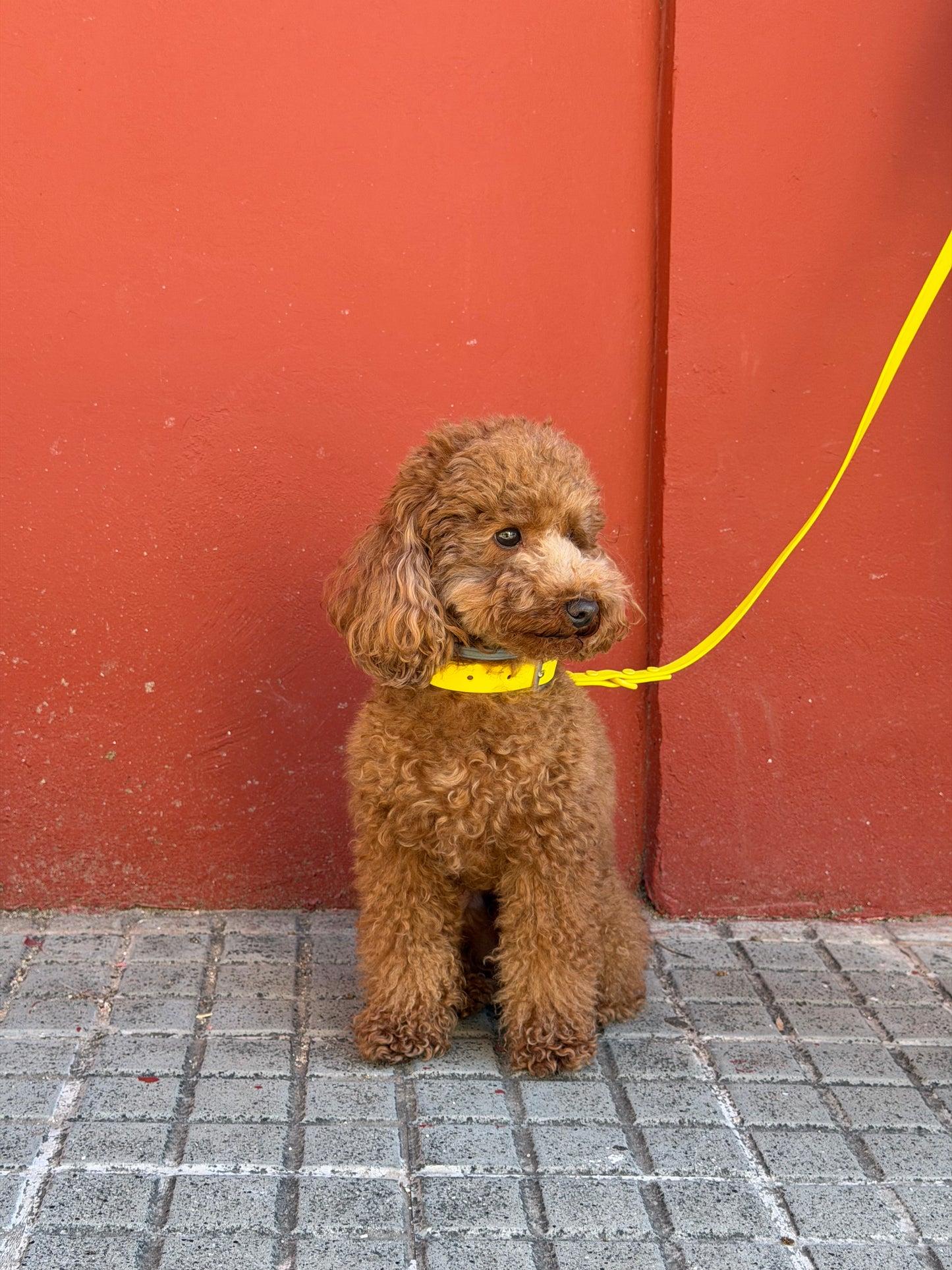 Smart Dog Leash - Jaune
