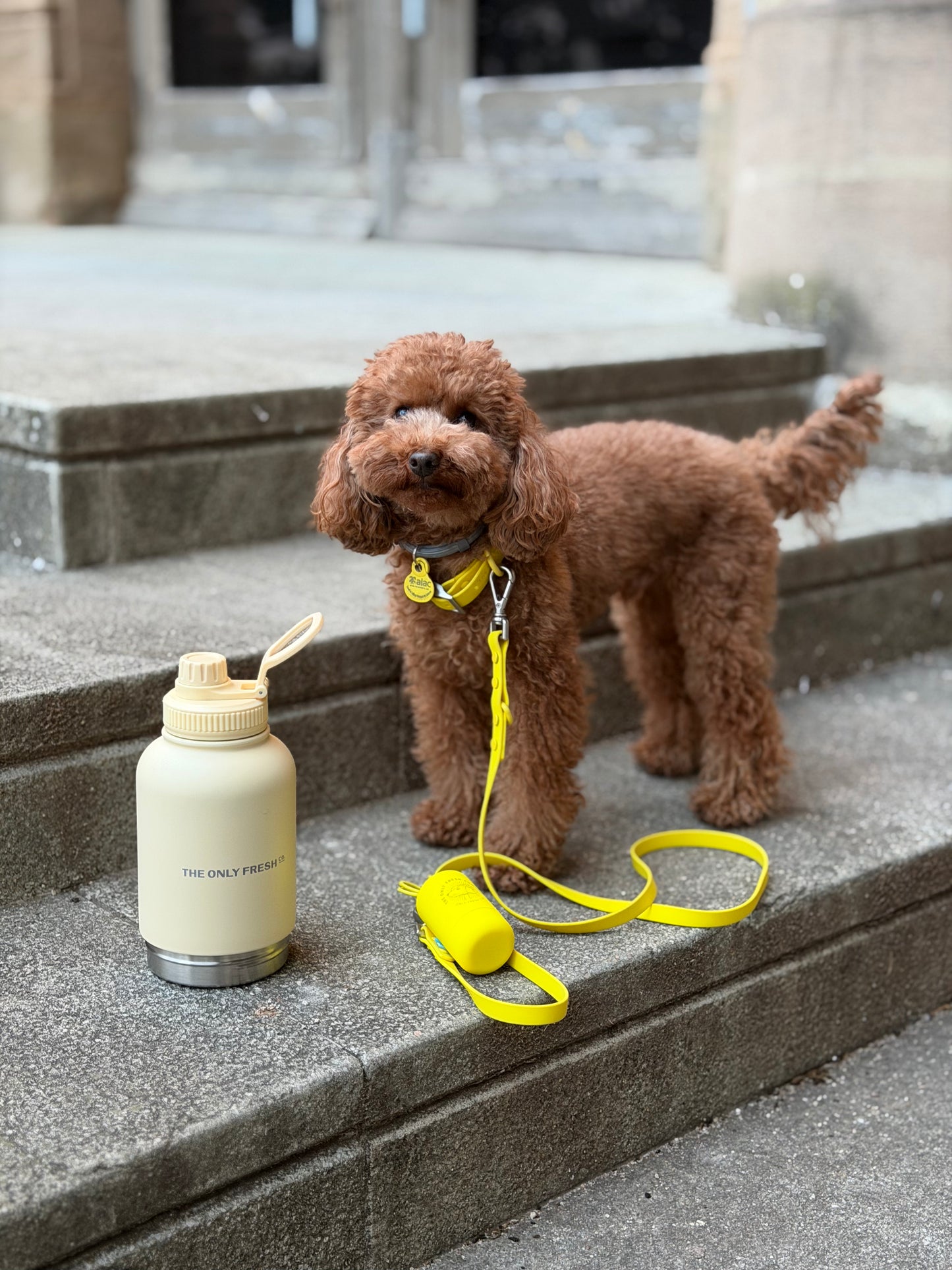 Smart Dog Leash - Jaune