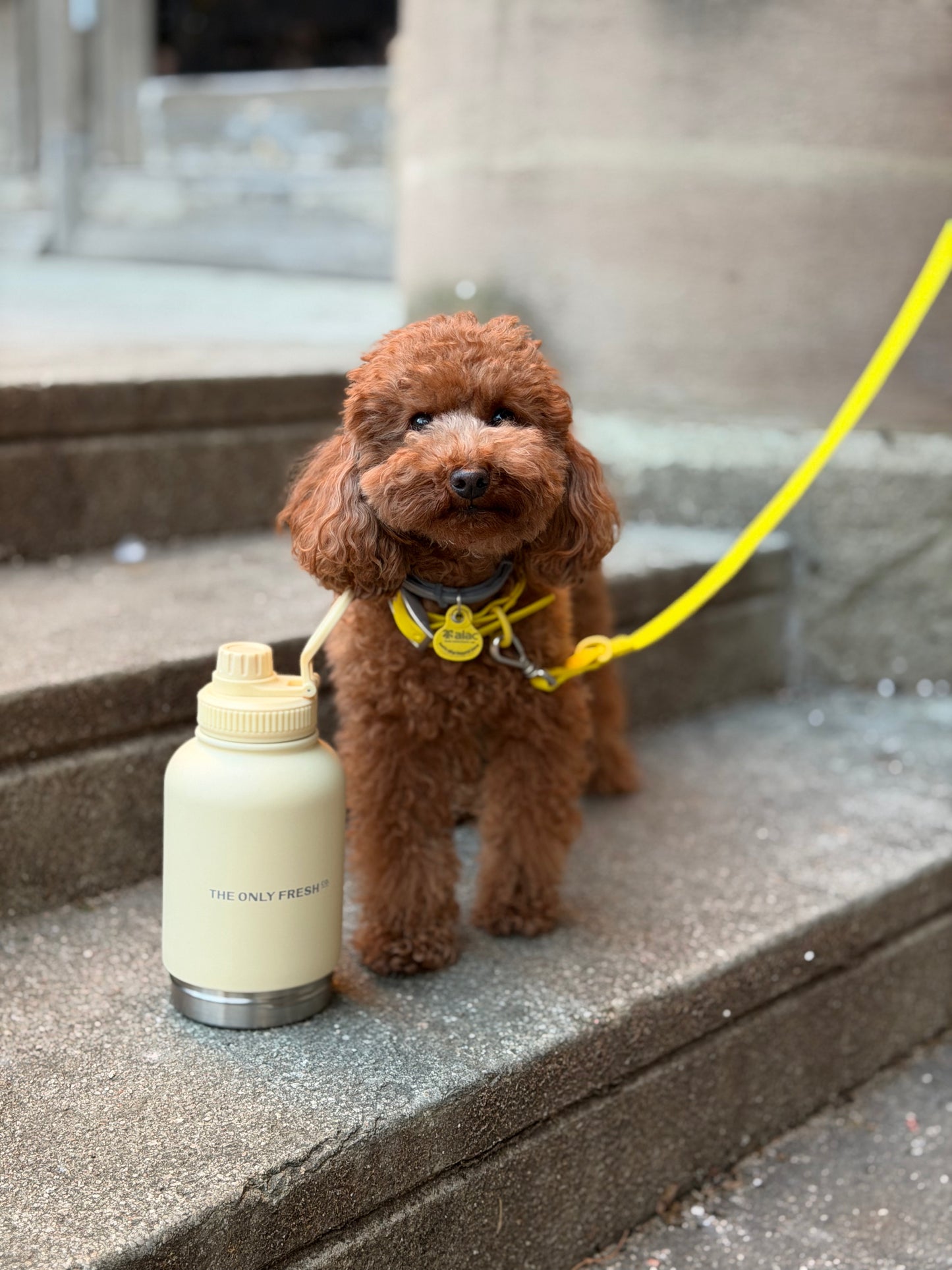 Portable water bottle