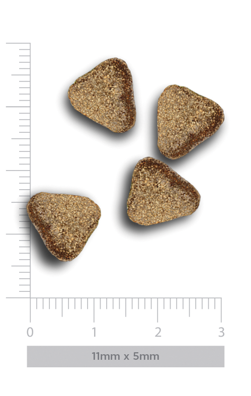 Adult mini exigent - Iberian pork