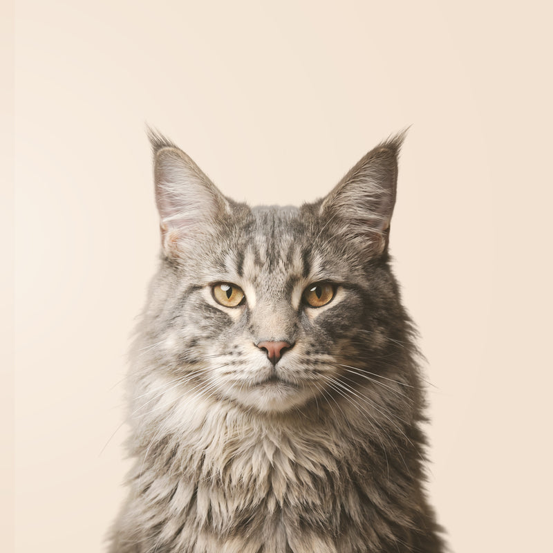 Maine Coon