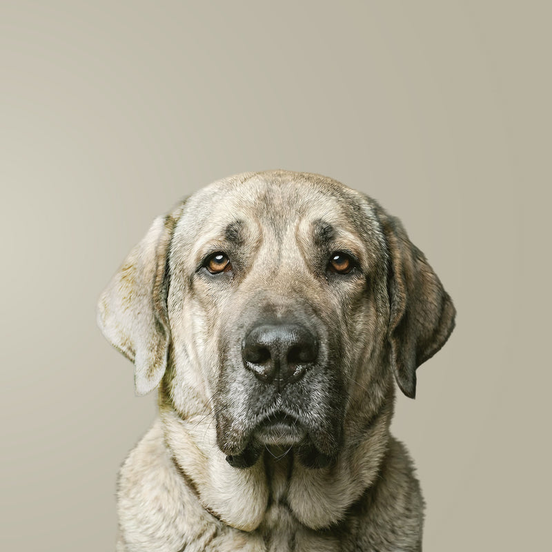 Spanischer Mastiff