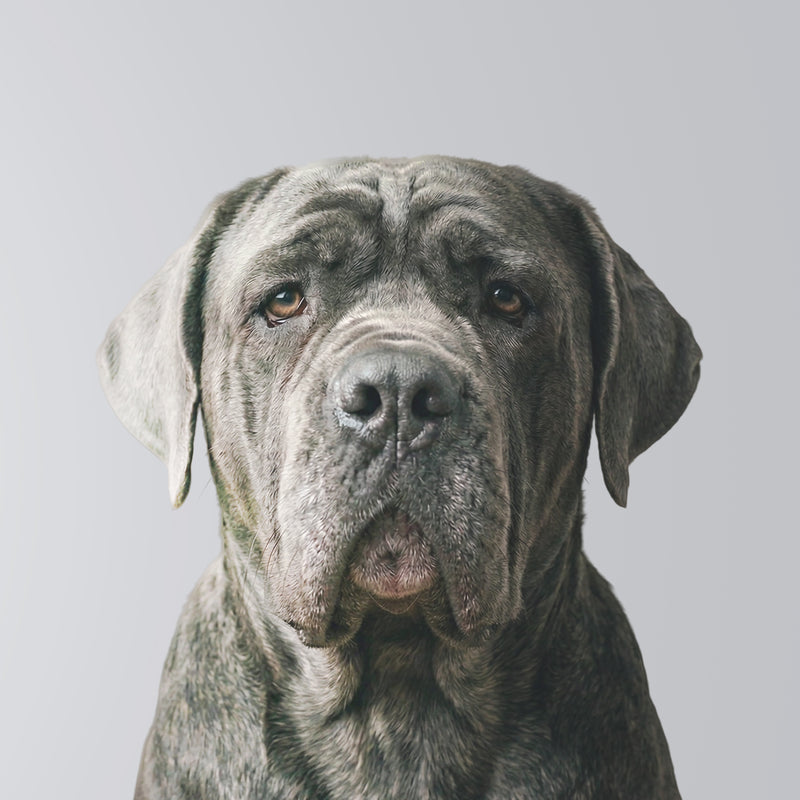 Napolitanischer Mastiff