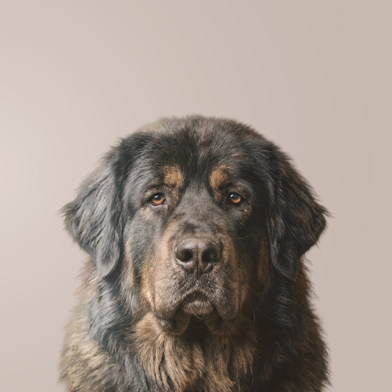 Tibet Mastiff