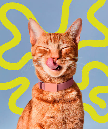 Creamy Treat - Ocean Blend