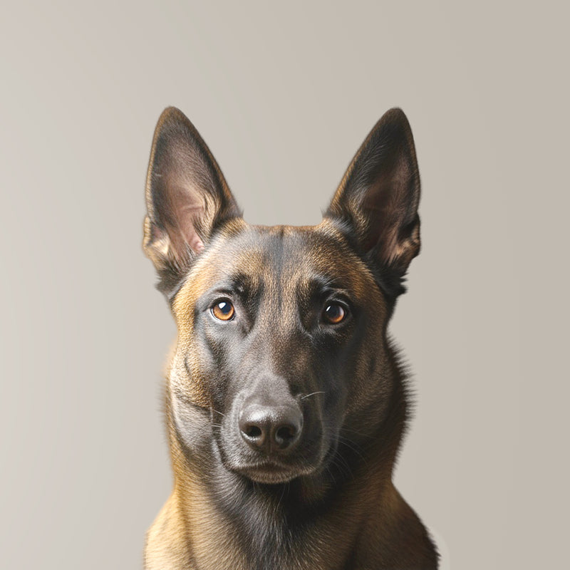 Belgischer Malinois