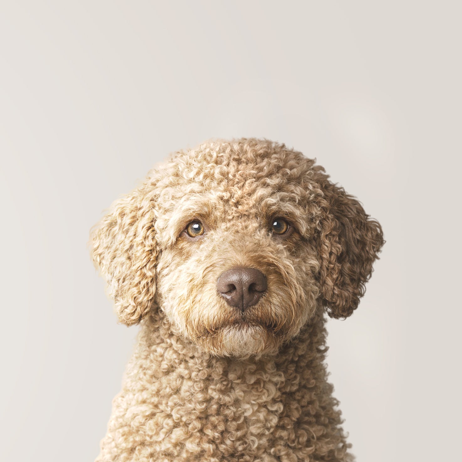 Cane d'acqua spagnolo