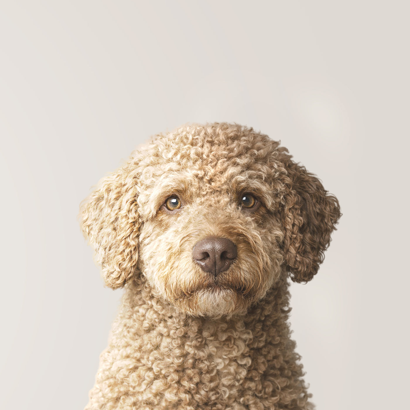 Perro de agua español