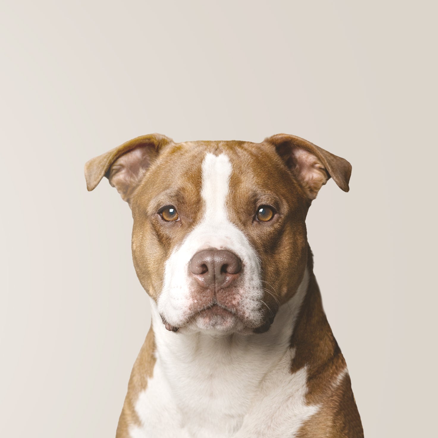 Pitbull Terrier Americano
