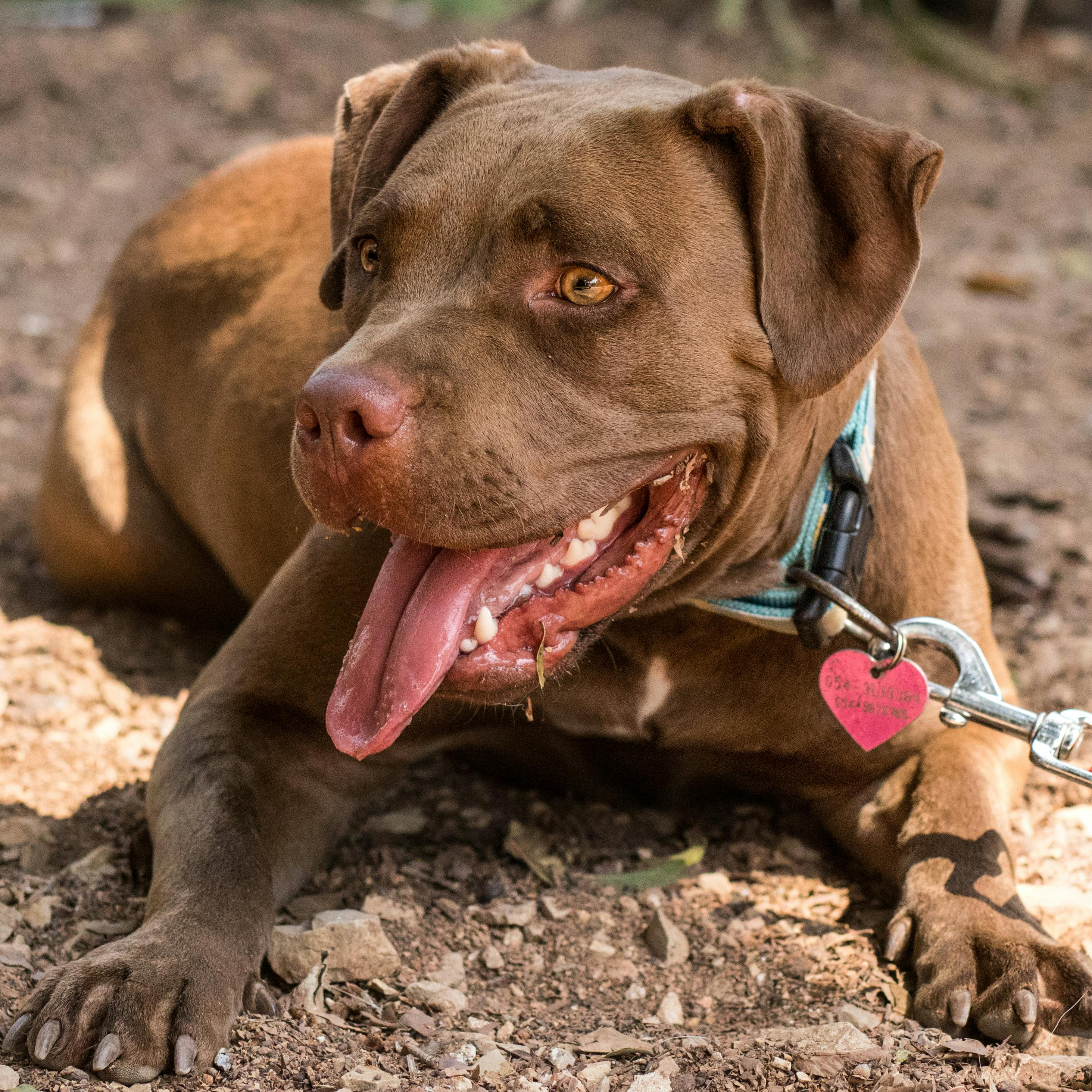 Pitbull Terrier Americano