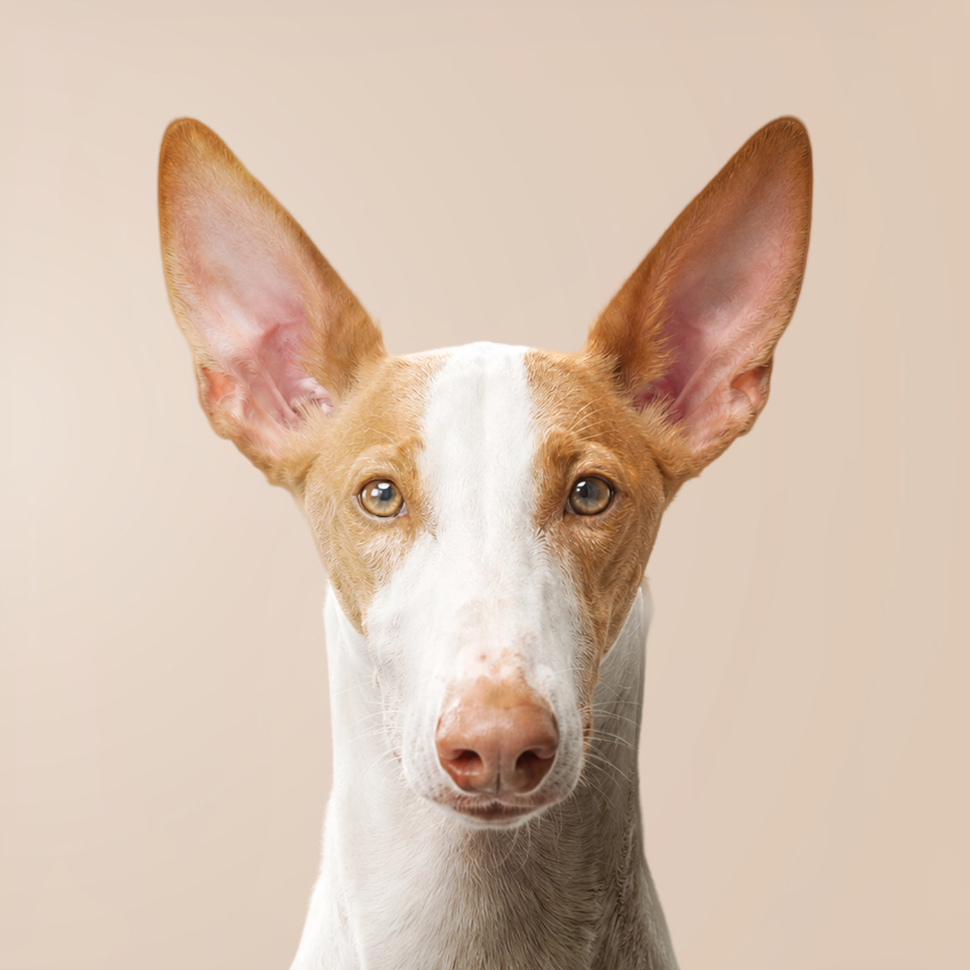Podenco andalou