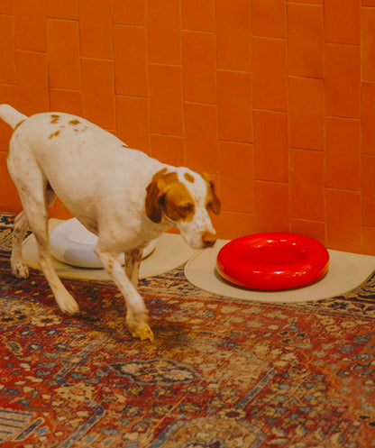 Ceramic Bowl