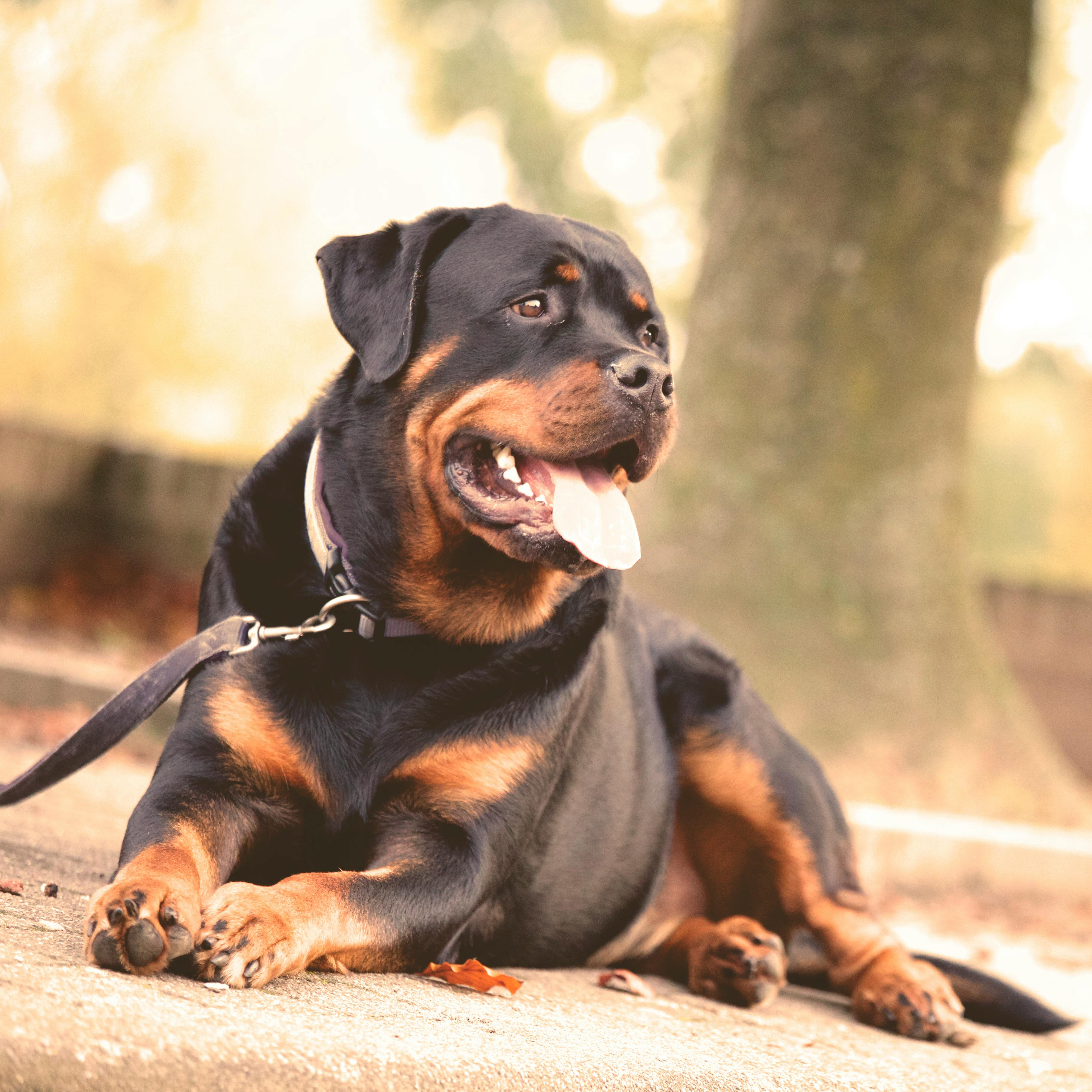 Rottweiler