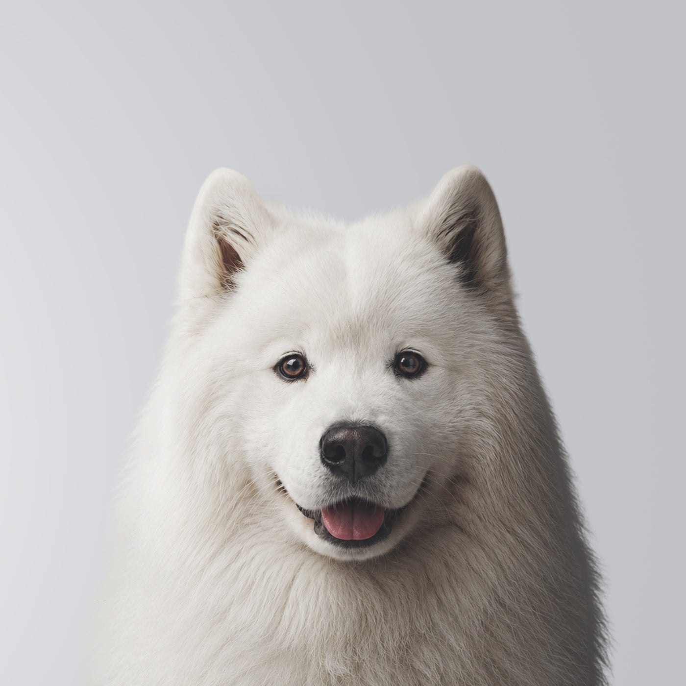 Samoyedo