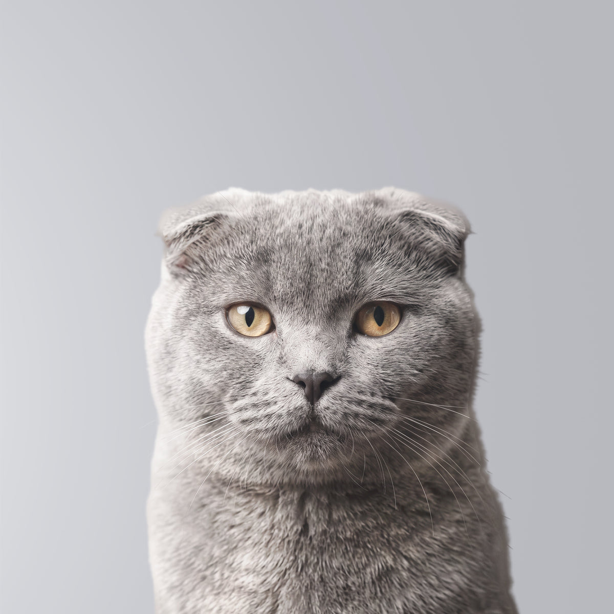Scottish Fold