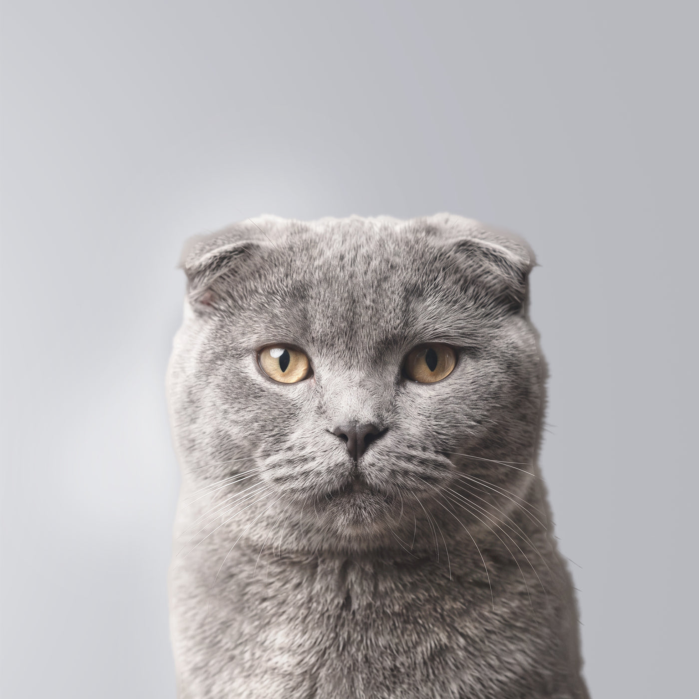 Scottish Fold
