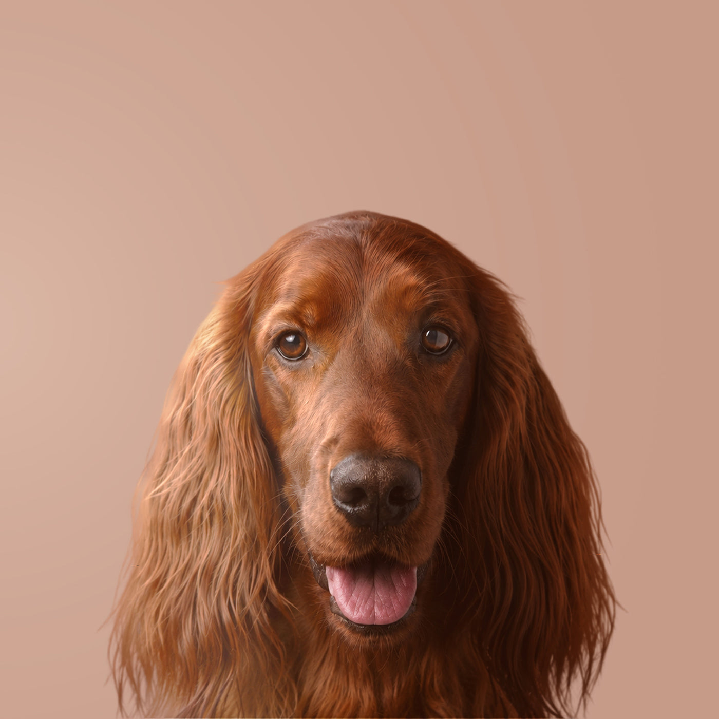 Setter Irlandés