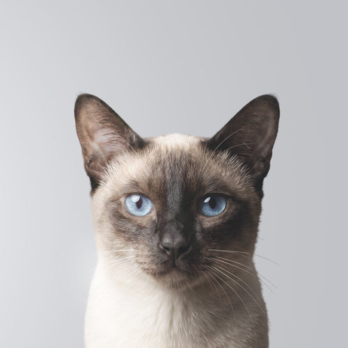 Gato Siamés
