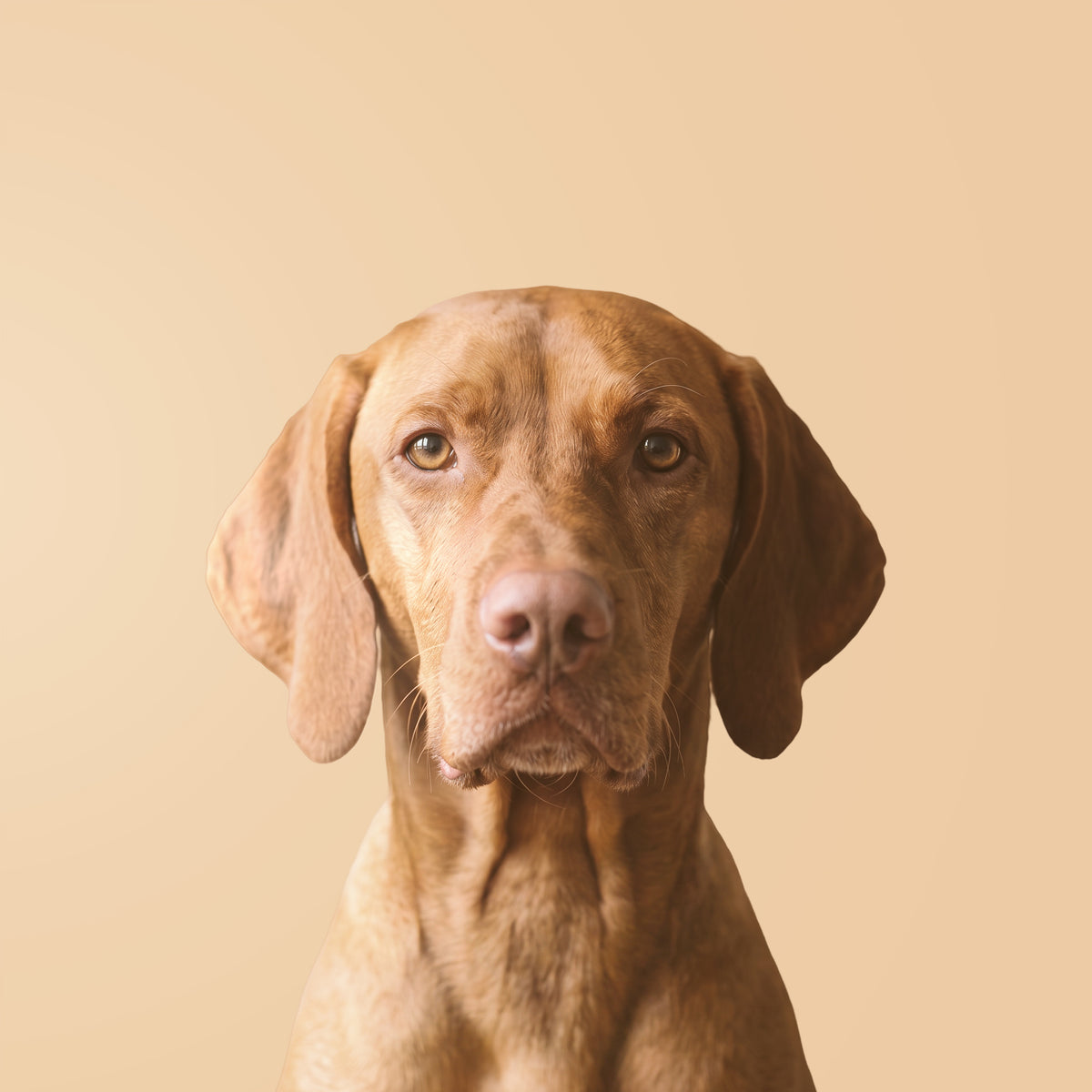 Vizsla