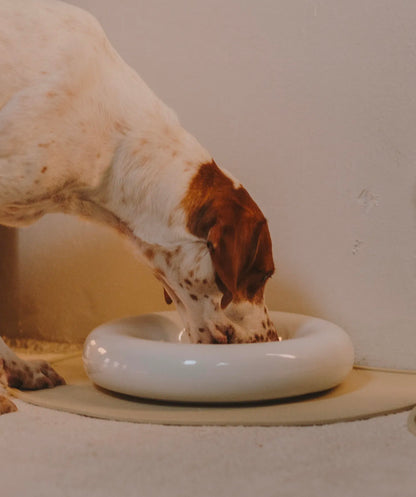 Ceramic Bowl
