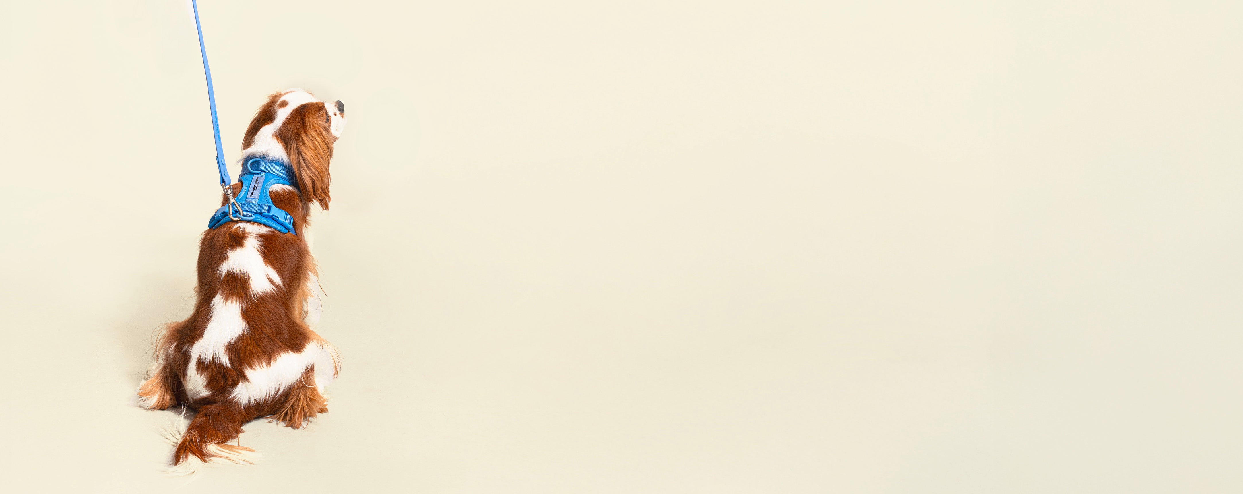 image-banner