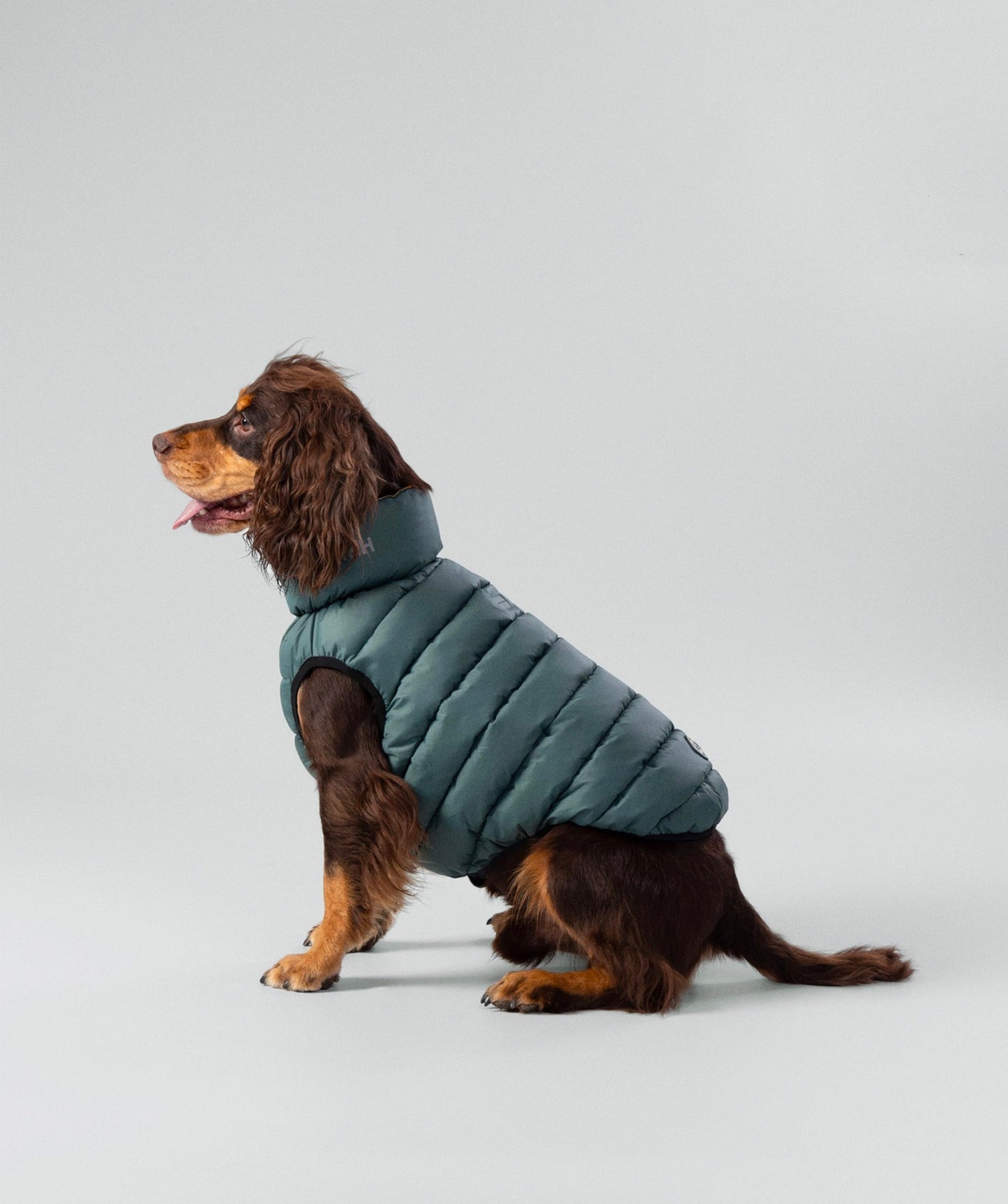 Hackett dog puffer jacket