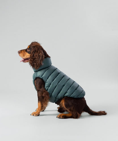 Hackett dog puffer jacket