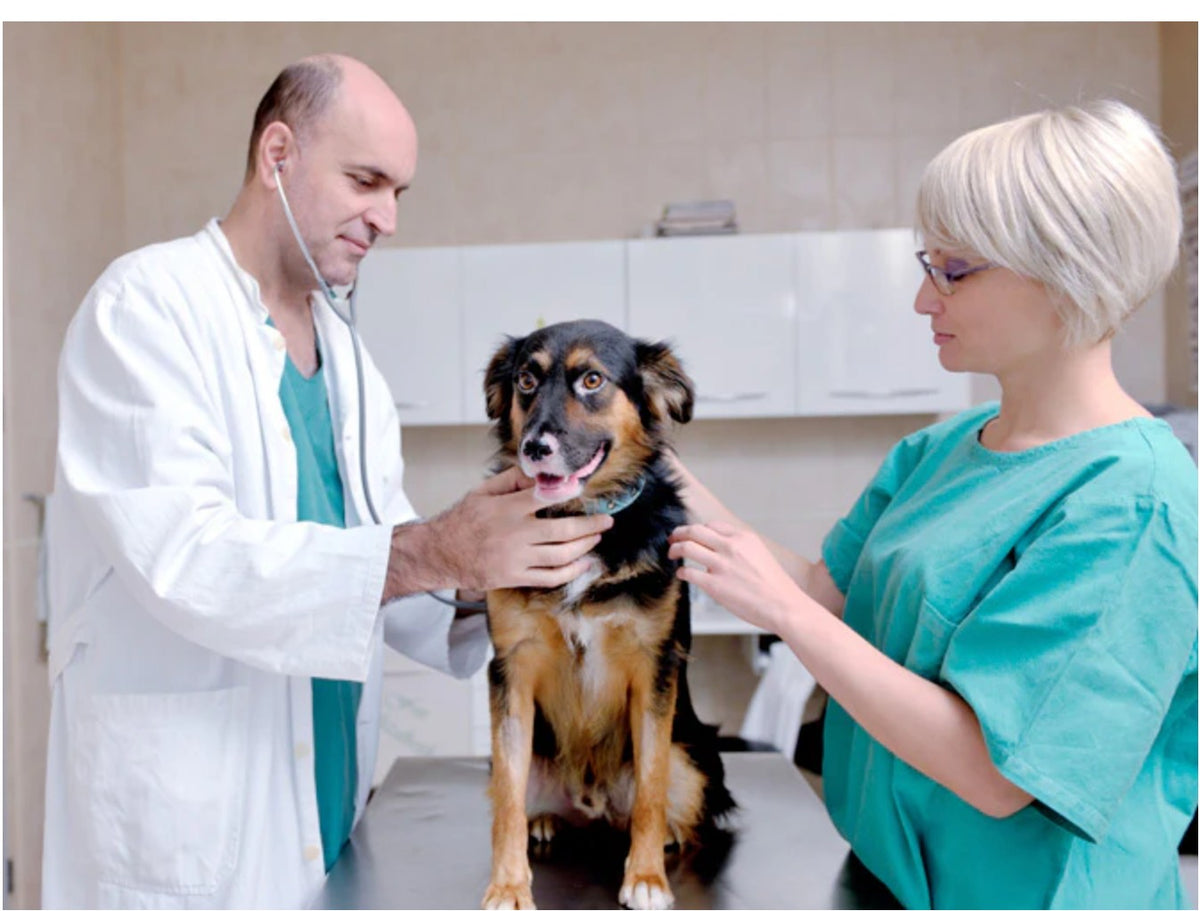 Equipo veterinario de Trovet Plus examinando a un perro