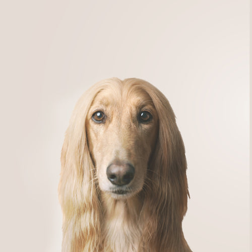 Galgo Afgano