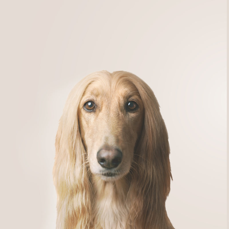 Afghanischer Windhund