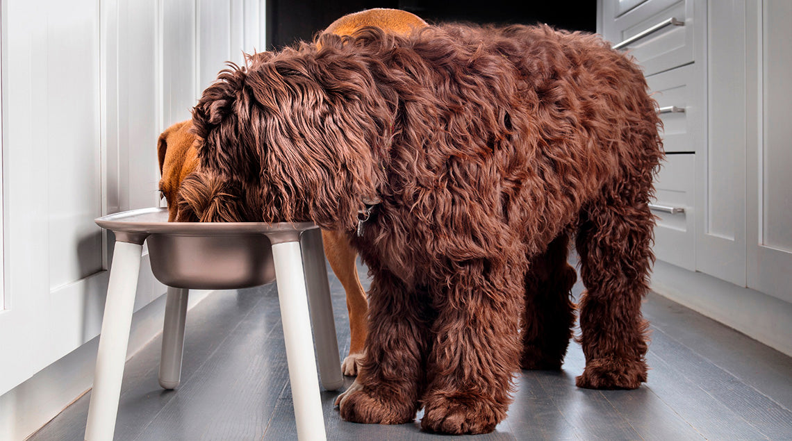 Harper & Bone se consolida como referente en alimentos super premium para mascotas