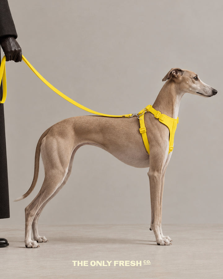 Comfort is essential but style is non-negotiable 🤌🏼Meet the Smart Harness by The Only Fresh Company. For dogs with pl...