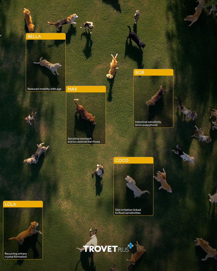 Every dog is different 🔹That’s why each one has unique needs, and at TrovetPlus, that’s what drives us: offering thou...