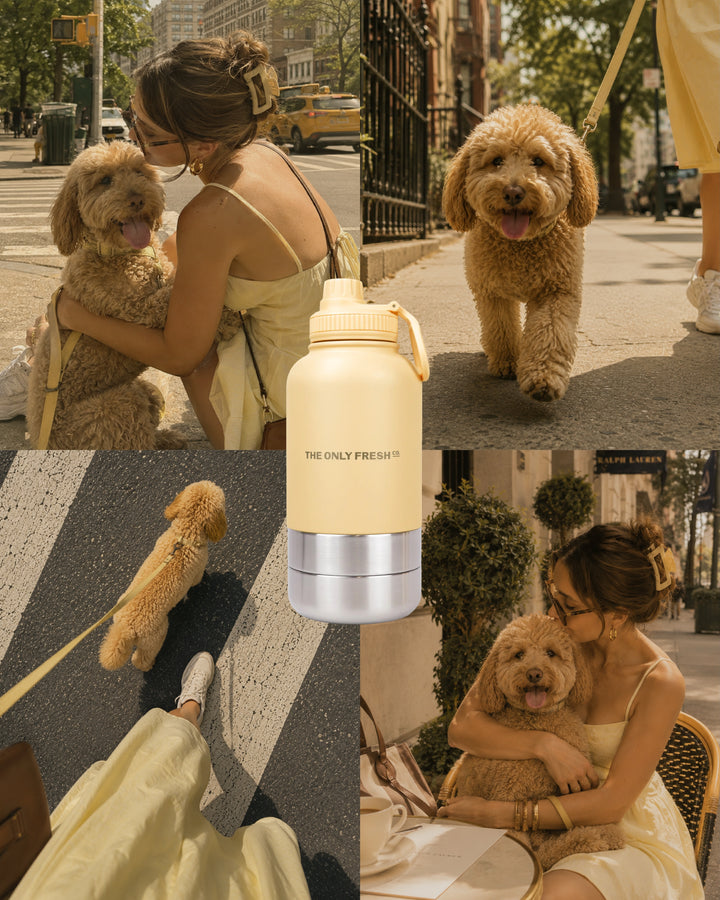 City strolls, but make them stylish 💁🏼‍♀️Every summer adventure deserves thoughtful detailsfor you and your four-legg...