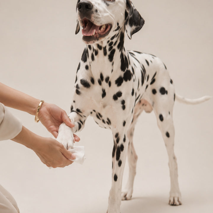Designed for quick, gentle cleaning, our wet wipes help keep your pet feeling fresh between baths 🧡 Made with biodegr...