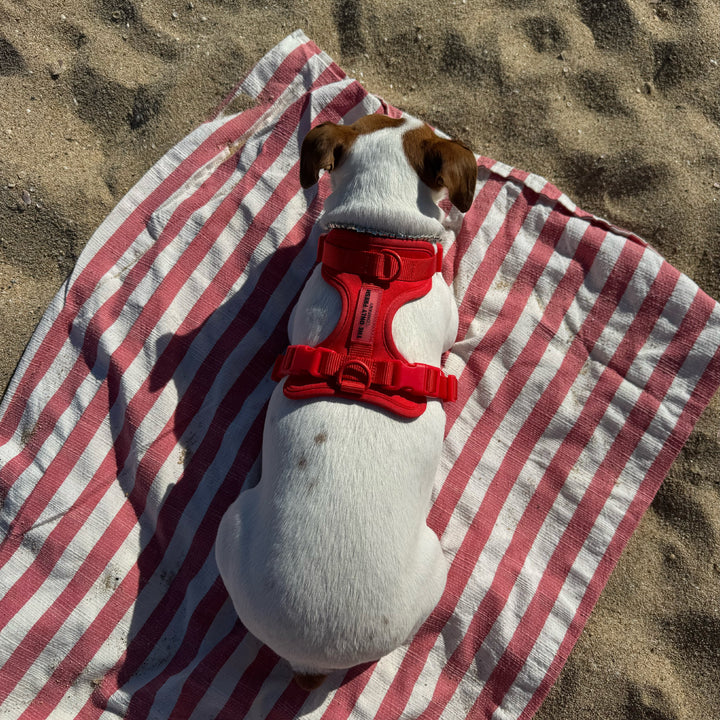 Secure, comfy, and ready for every sandy adventure, unexpected zoomie, and salty breeze 🧡No better beach day than one...