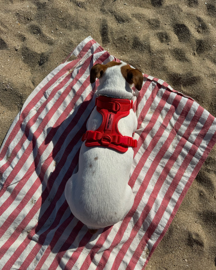 Secure, comfy, and ready for every sandy adventure, unexpected zoomie, and salty breeze 🧡No better beach day than one...