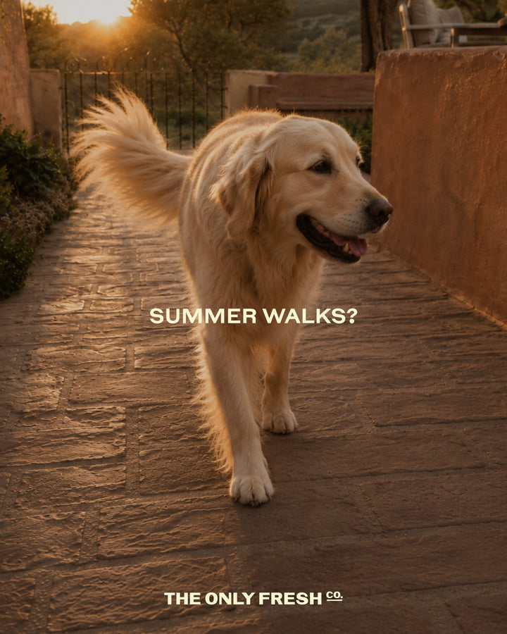 Let us walk with you in every summer walk 🧡