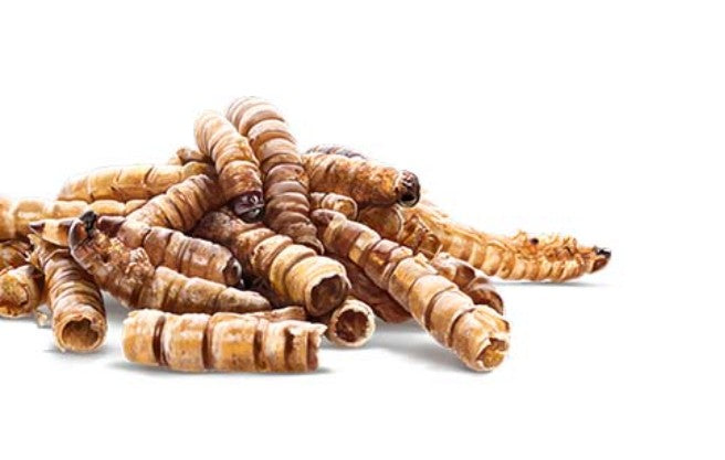 Larva fresca de mosca soldado, proteína sostenible de Trovet Plus