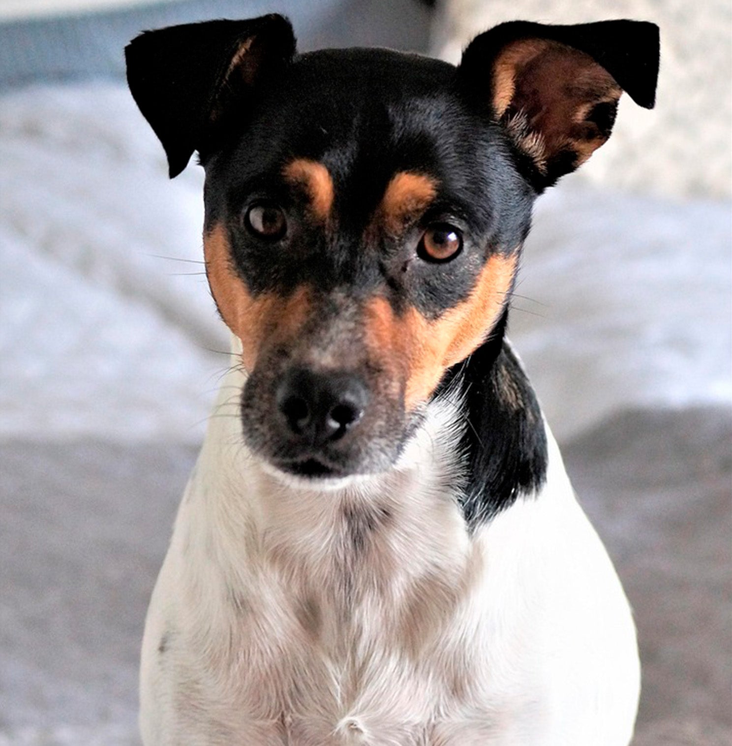 Andalusische Ratonero Bodeguero