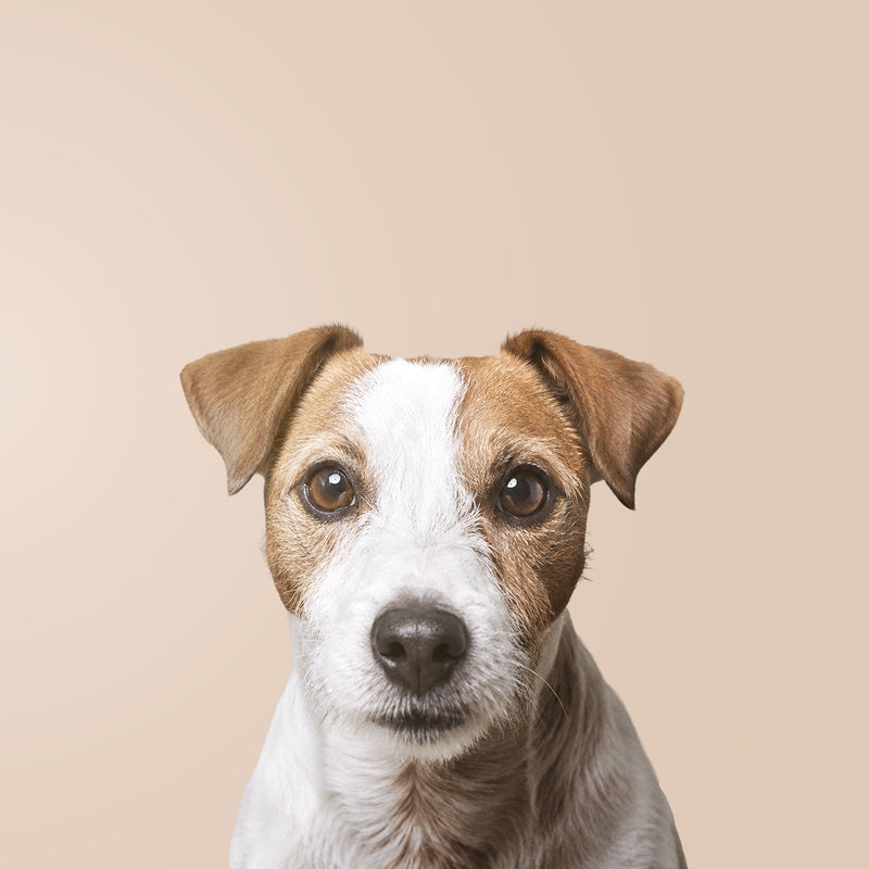 Jack Russell Terrier