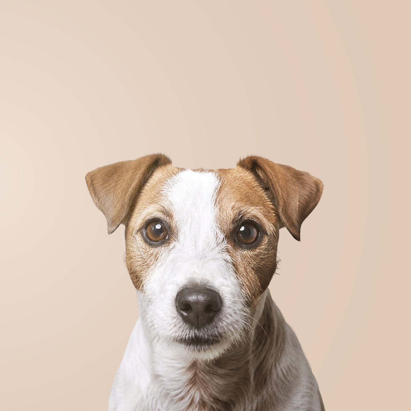 Jack Russell Terrier