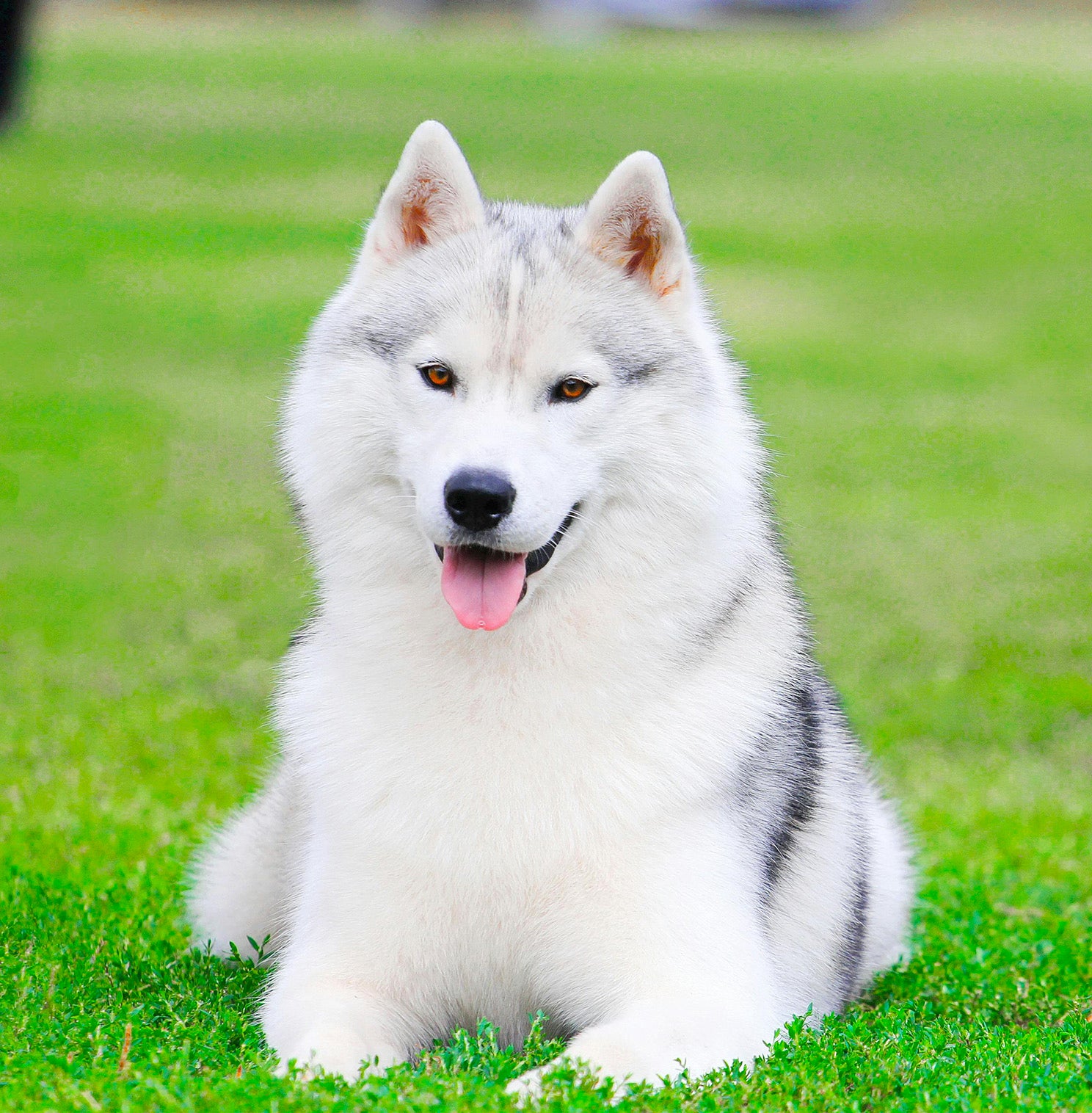 Husky siberiano