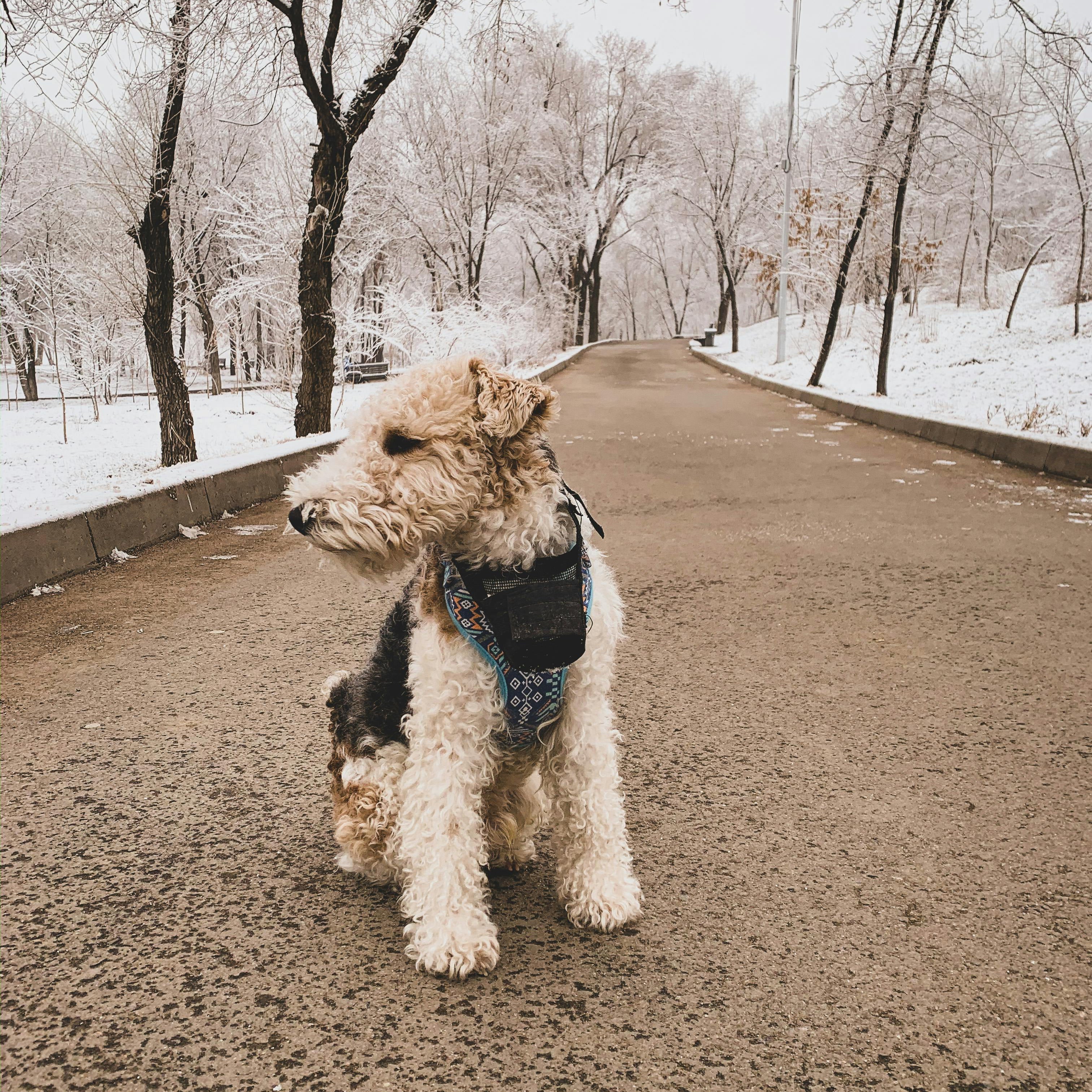 Fox terrier de pelo duro