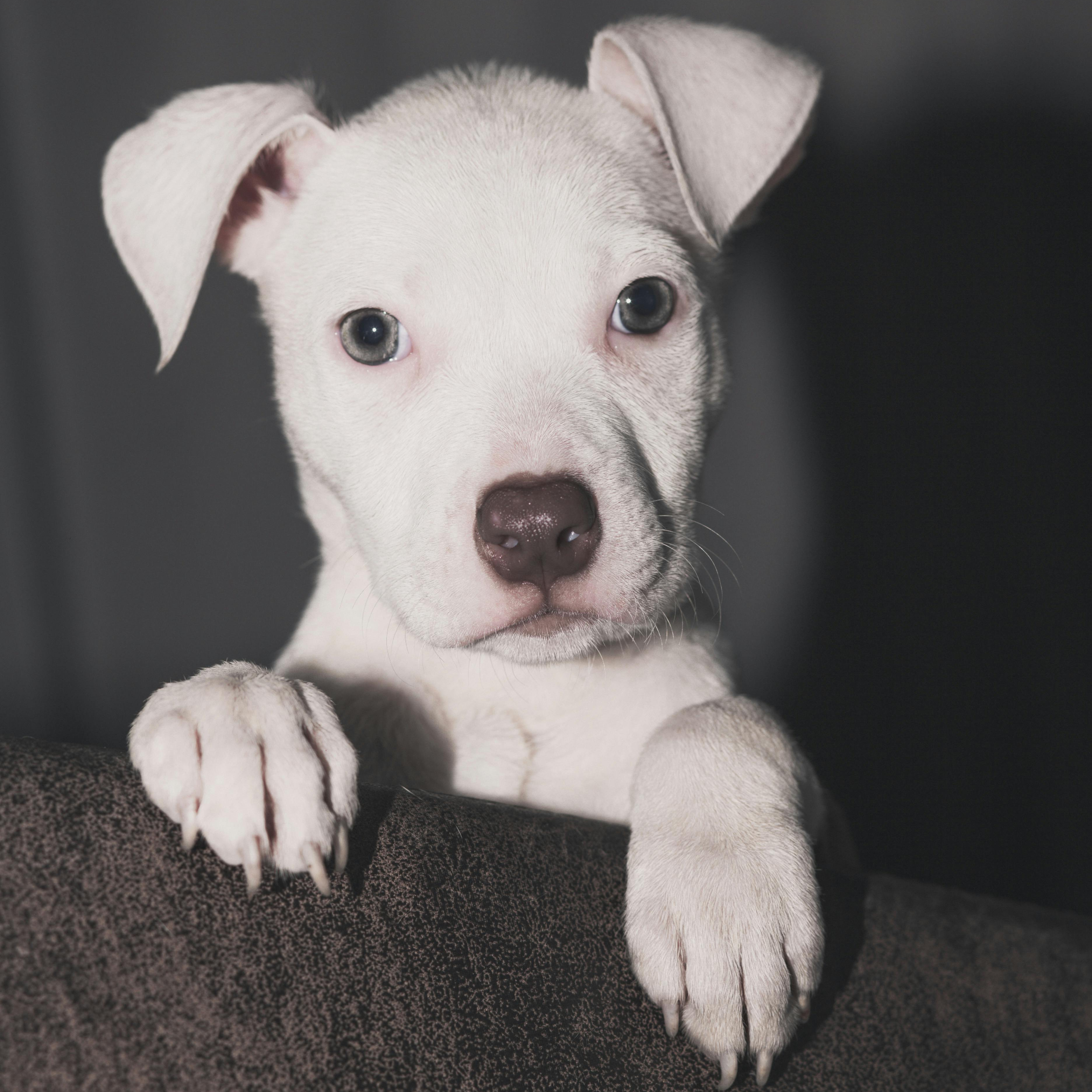 Dogo argentino
