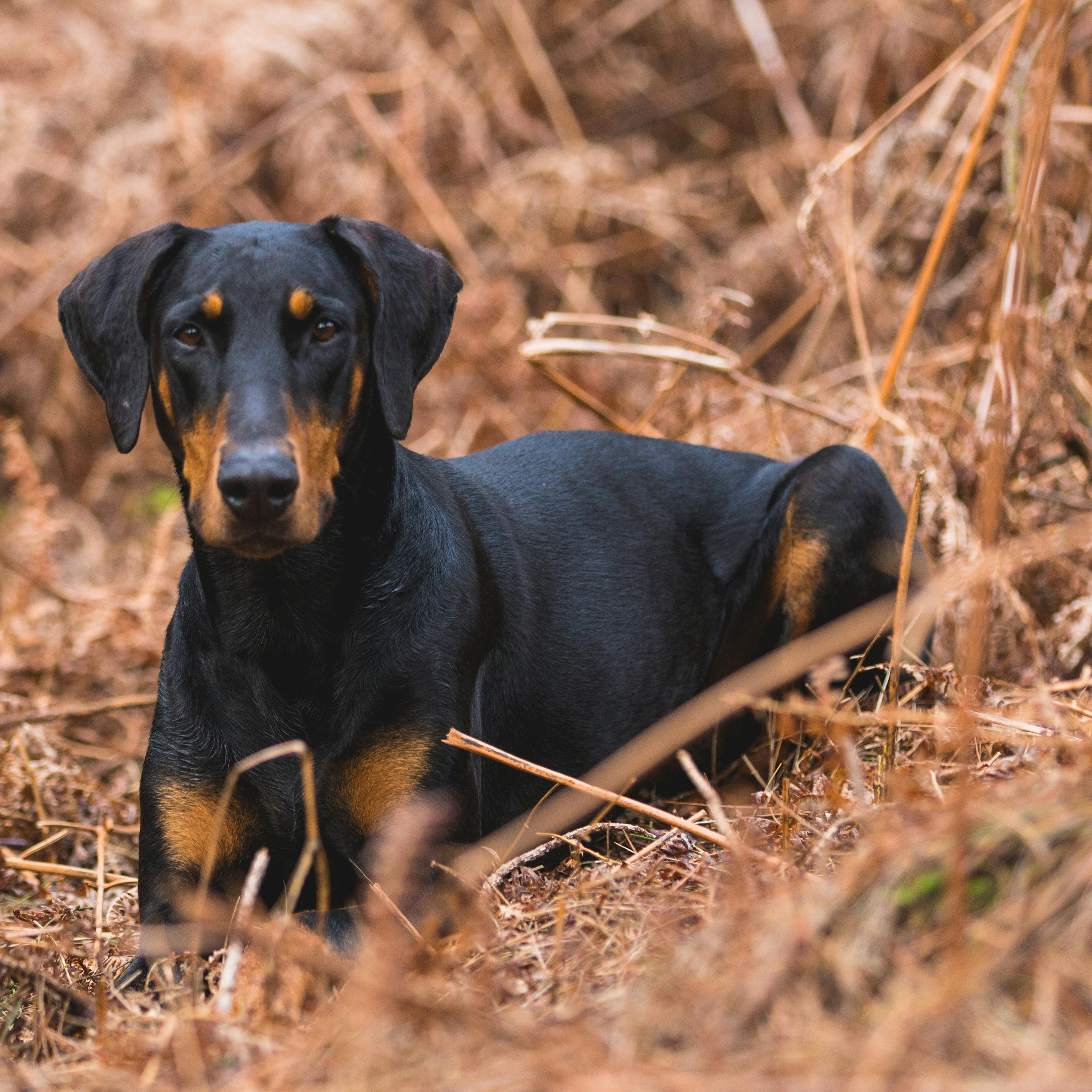 Doberman
