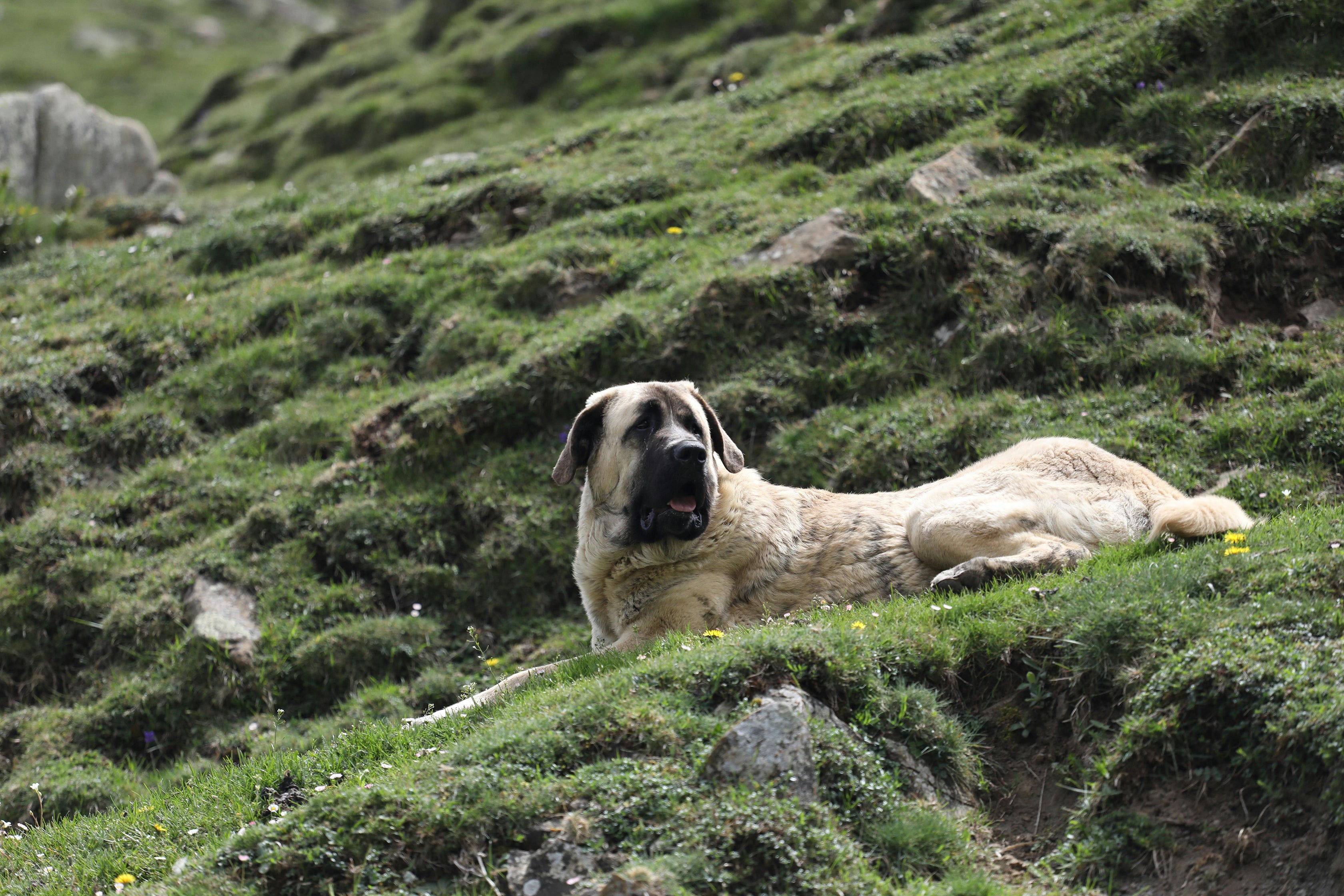 Kangal Shepherd Dog: temperament, size, care and health – Onlyfresh.com, image size:3360x2240