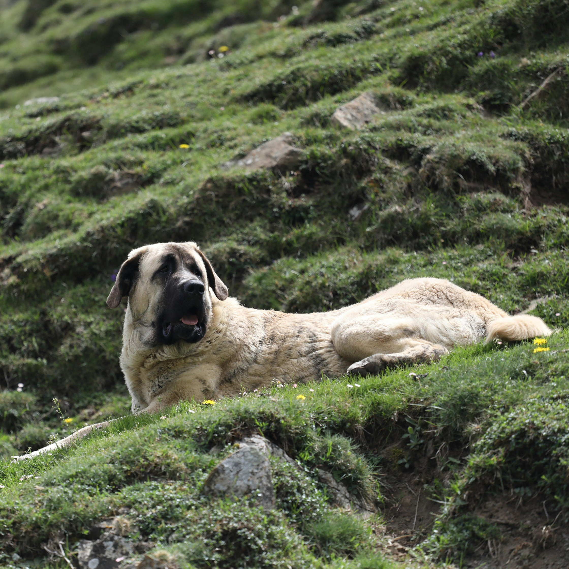 Turkish Kangal Shepherd Dog