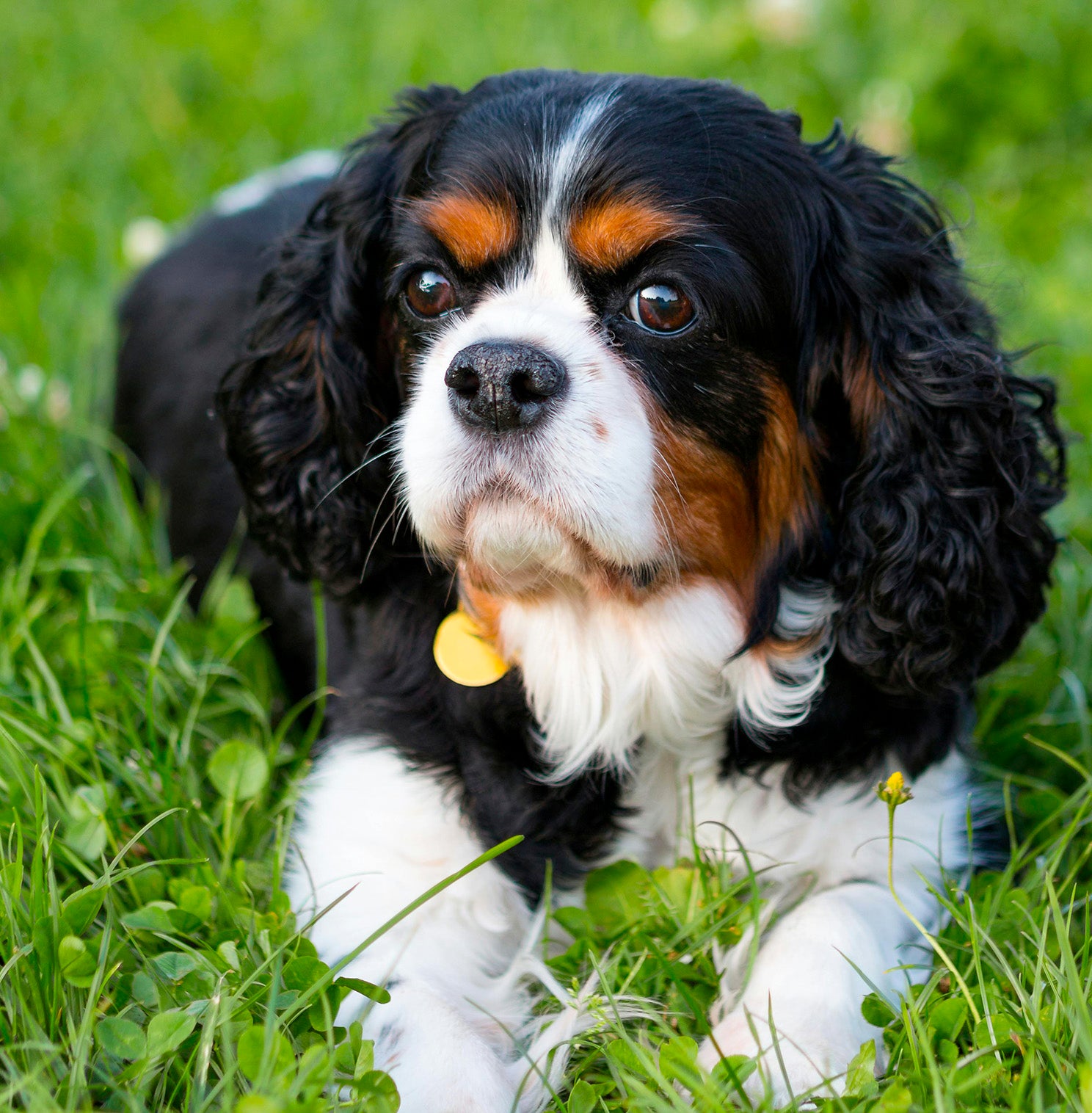 Cavalier King Charles Spaniel
