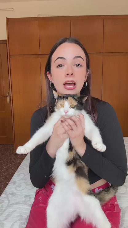 Albóndigas para gatos - Fresh market